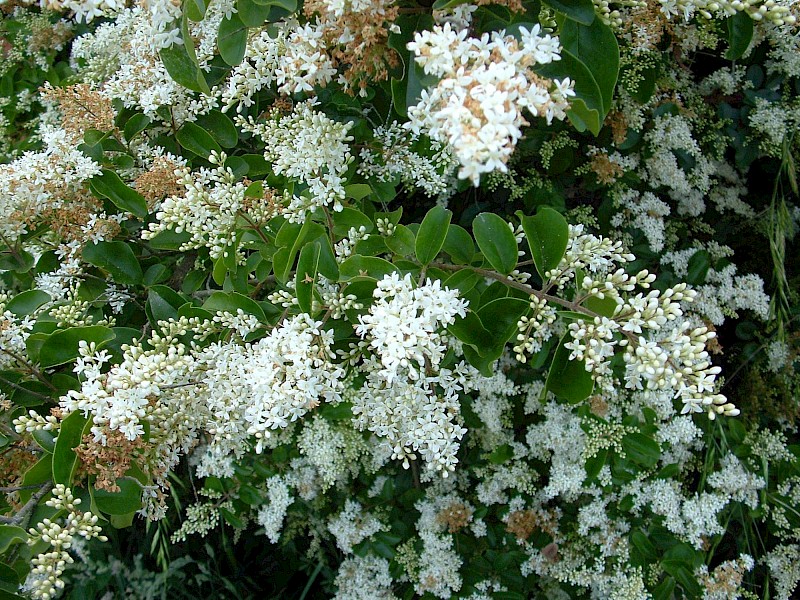 Chinese privet – Thames Environmental Alliance